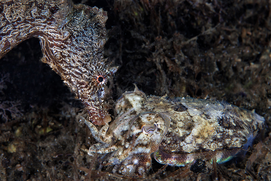 SEAHORSES OF THE GULF  OF NAPLES