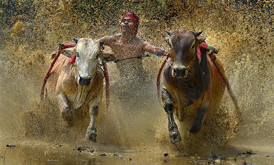 Pacu Jawi - Bull Racing