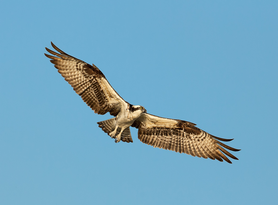 Osprey love