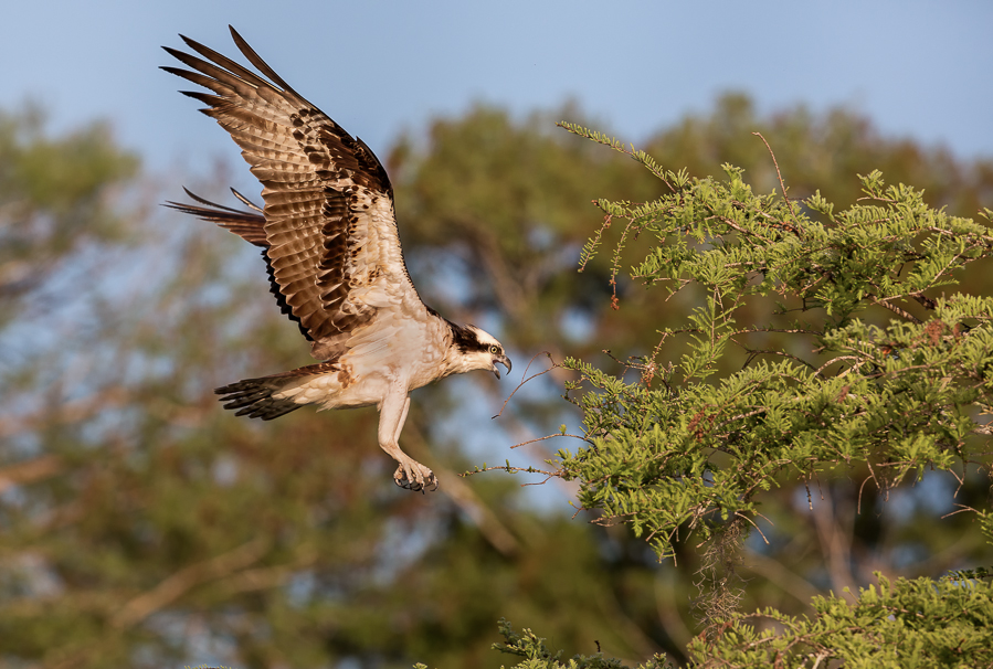 Osprey love