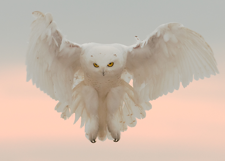 Snowy Owl on the Hunt
