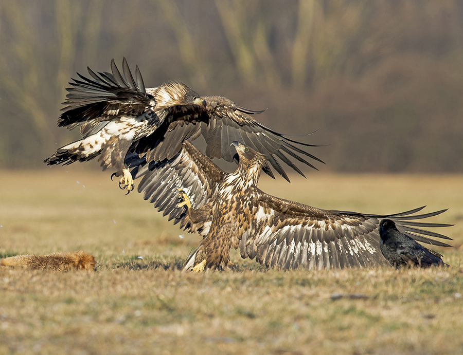White-tailed Eagles fighting over a dead fox.