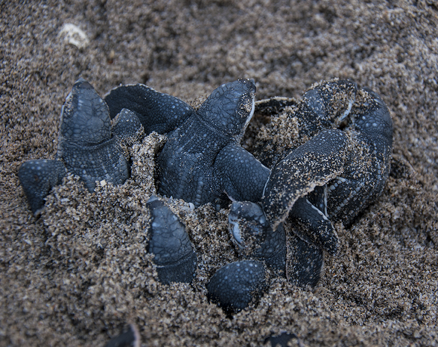 Leatherback Sea Turtle Emergence at Grande Riviere, Trinidad