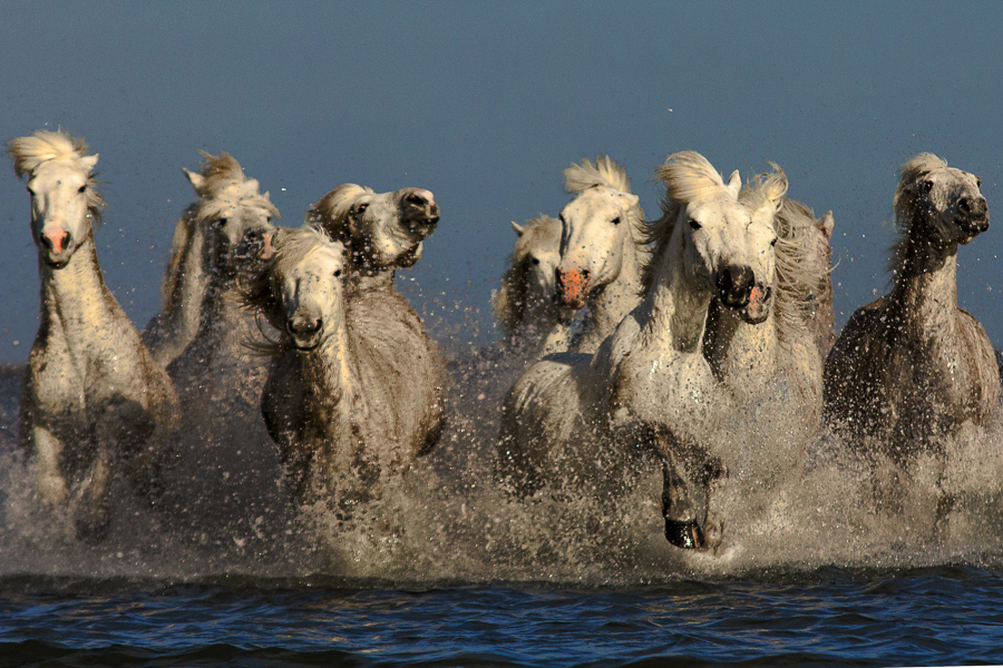 Spirits of Camargue 