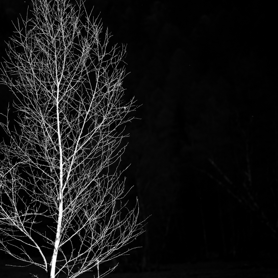 Trees from the darkness