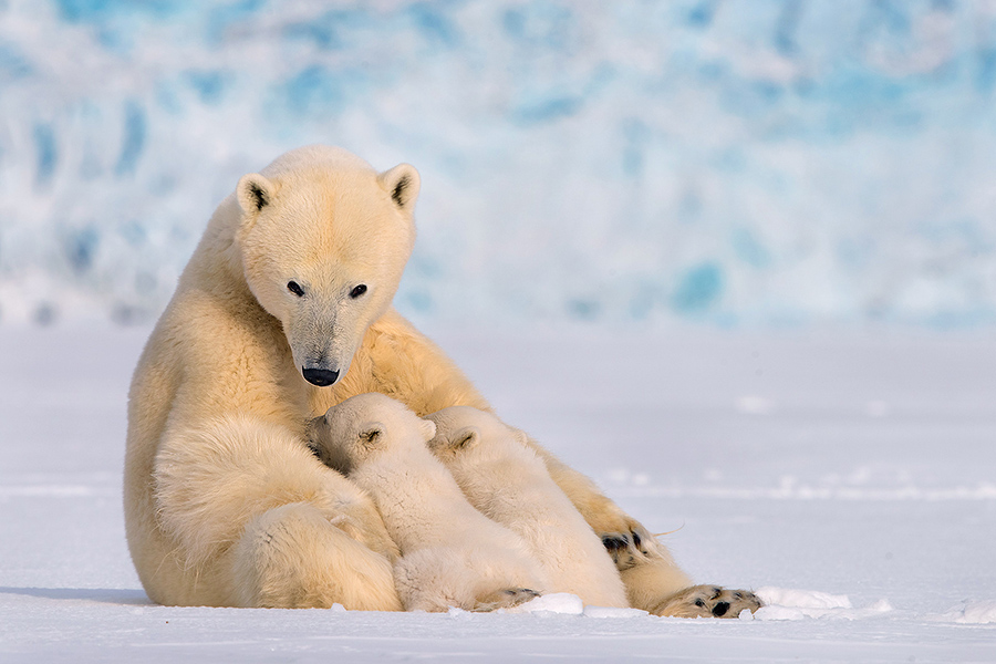 Polar Bear Family Survival in the High Arctic