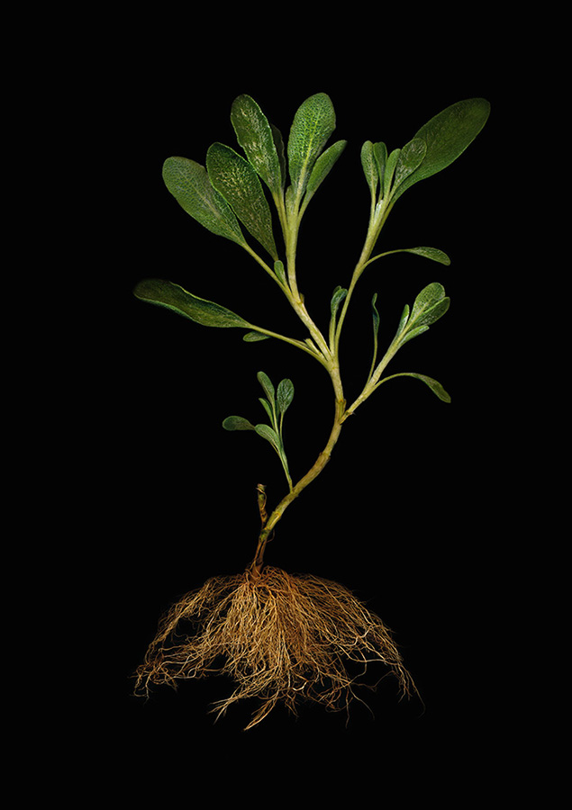 Herbarium