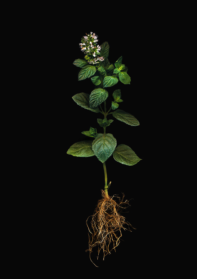 Herbarium