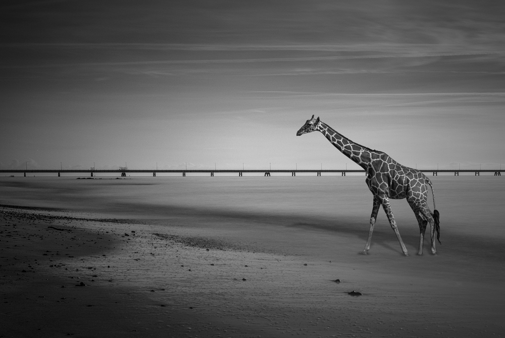 WildLife On The Beach  