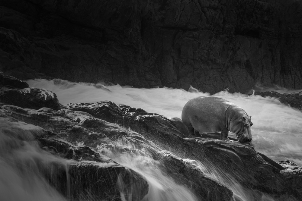 WildLife On The Beach  