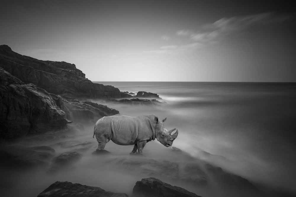 WildLife On The Beach  