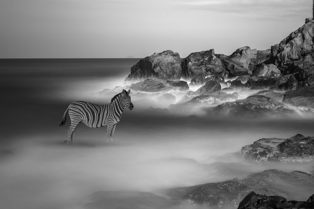 WildLife On The Beach  