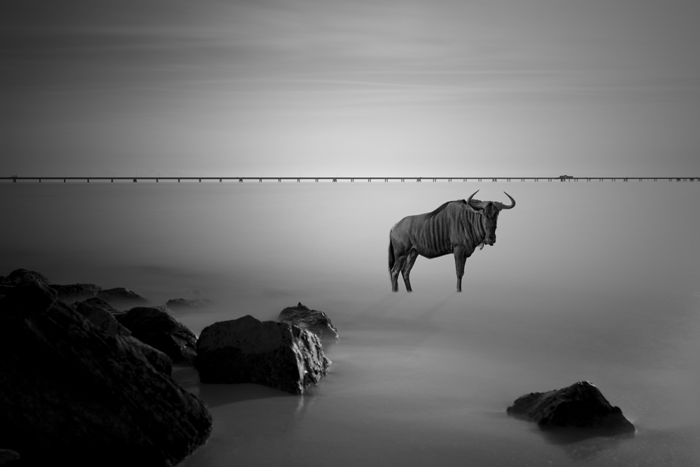 WildLife On The Beach  