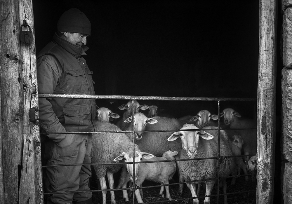 The Last Shepherds of Soria.