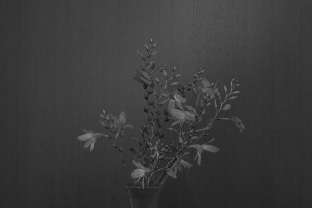 The slow flight of the butterfly