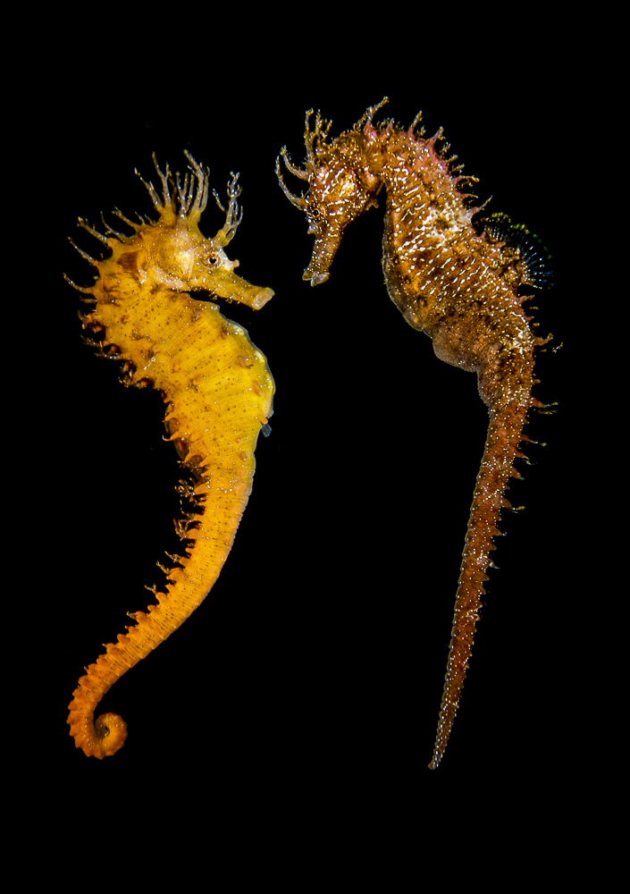 Mediterranean Beauty