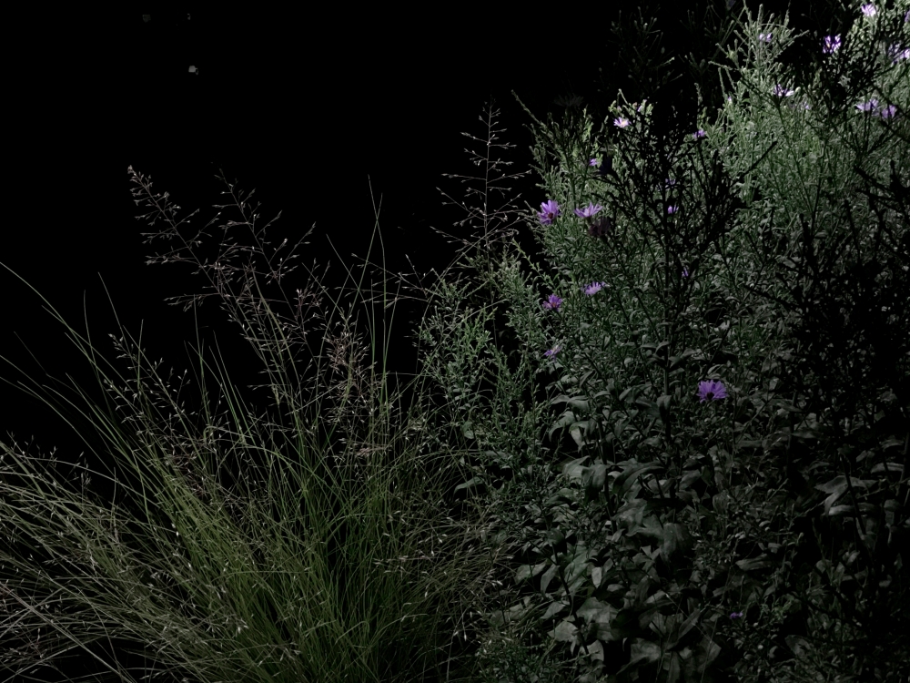 Under the Nocturnal Light