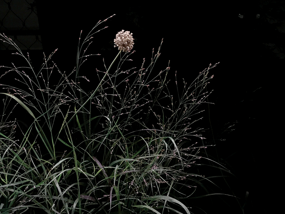 Under the Nocturnal Light