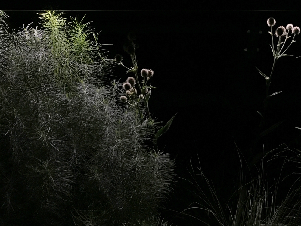 Under the Nocturnal Light