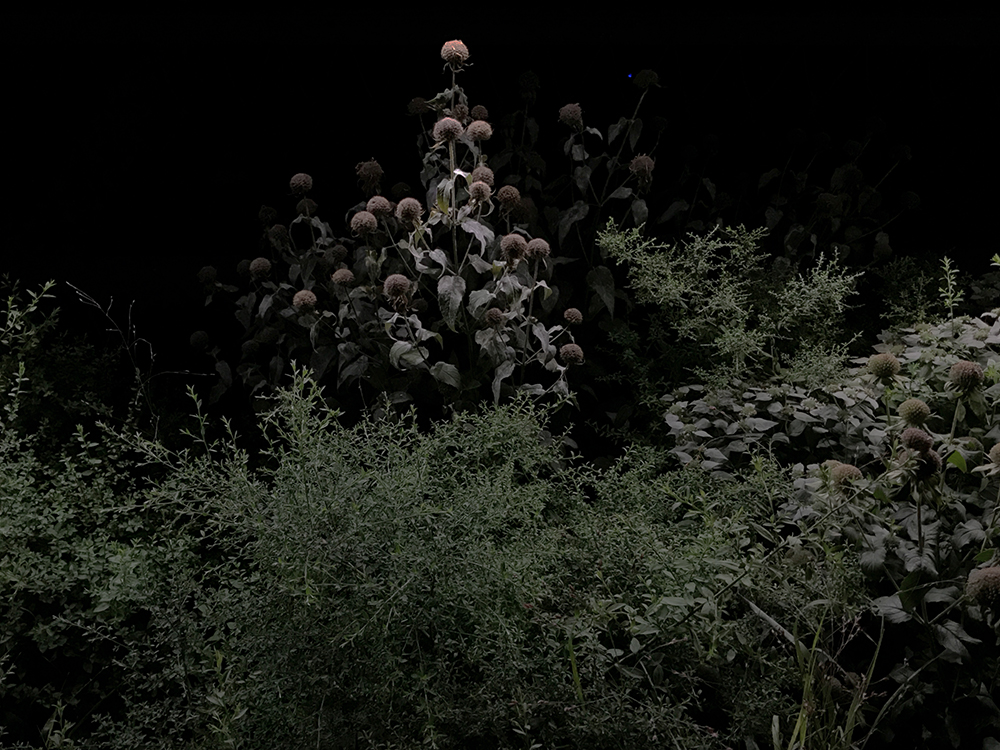 Under the Nocturnal Light