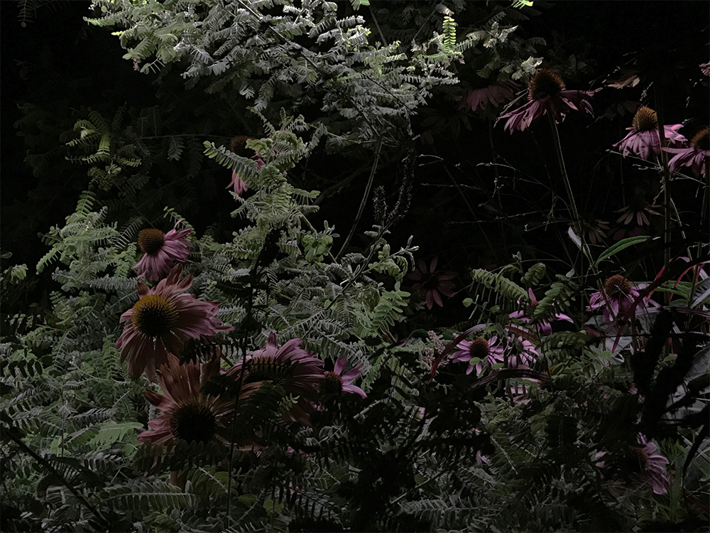 Under the Nocturnal Light