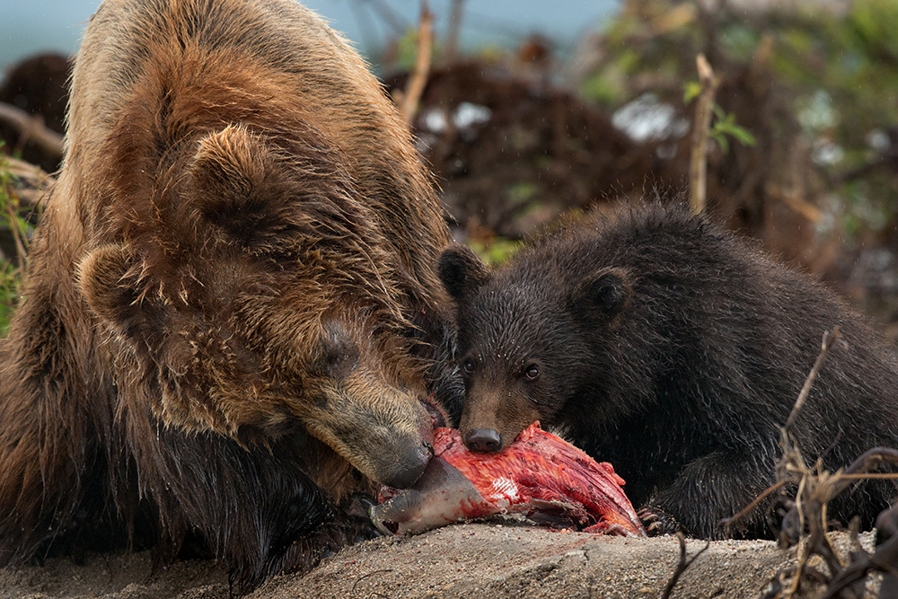 Bear Mother Fighting to Survive
