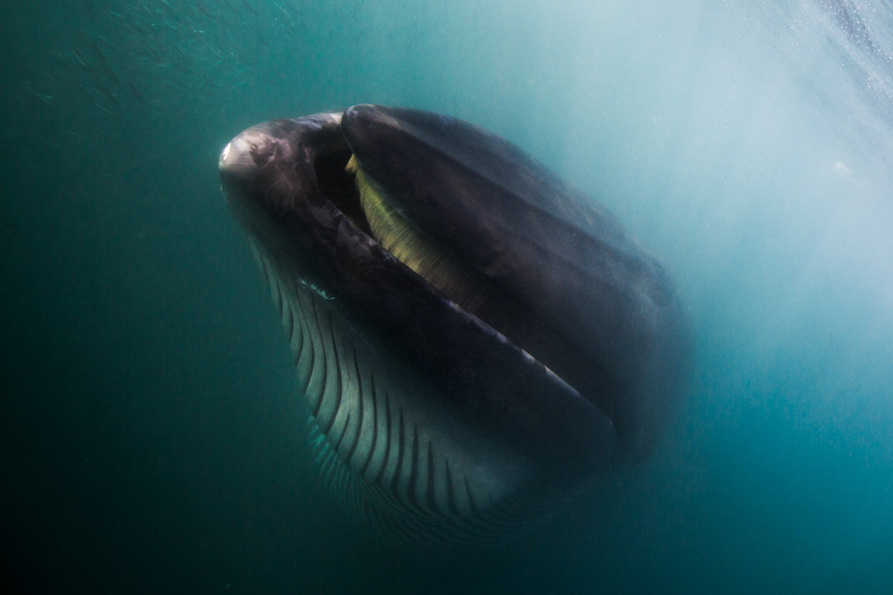 a rare encounter with a bryde's whale