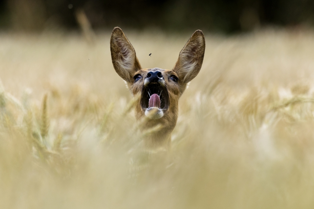 Scream