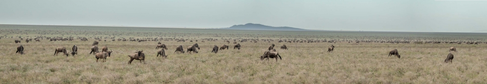 The Tenebo Herd: Life of a Serengeti of Wildebeest 