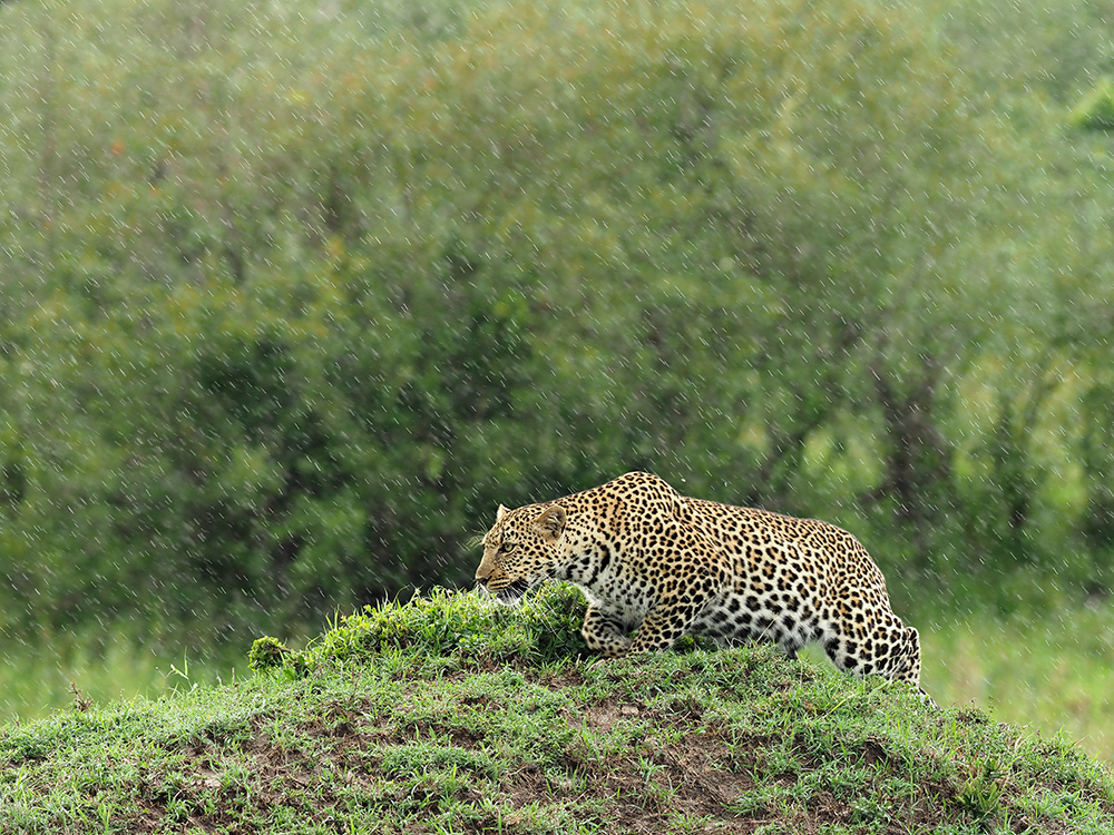 A Leopard stalking in rain