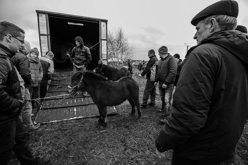  Horse market in Staryszew 