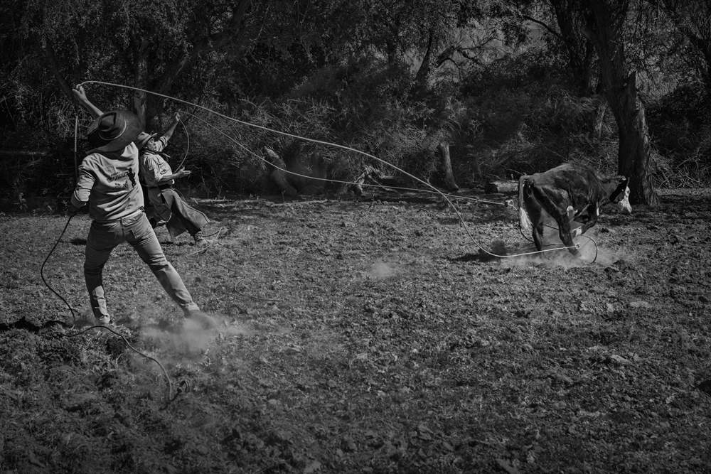 Gaucho Calchaquí - Pialada
