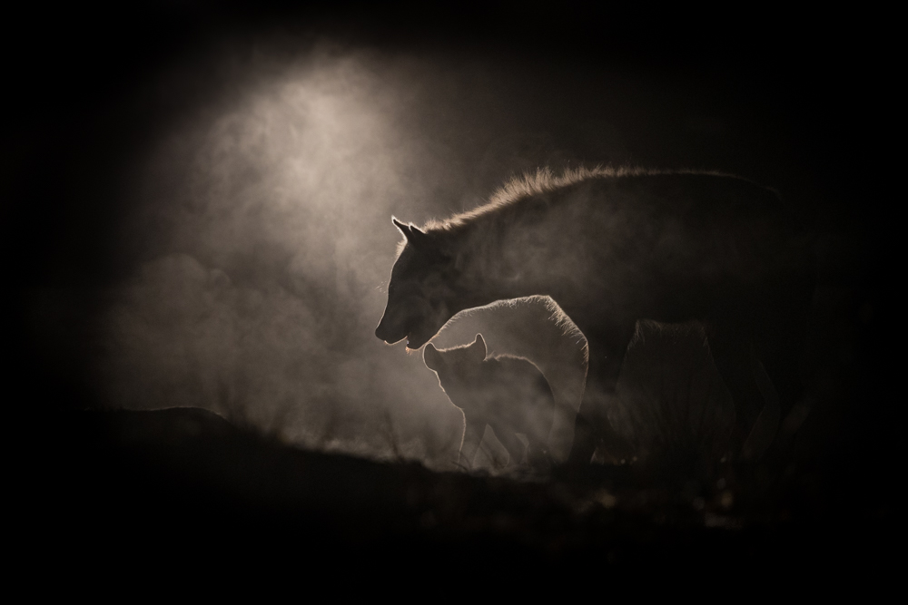 night at the hyena dan 