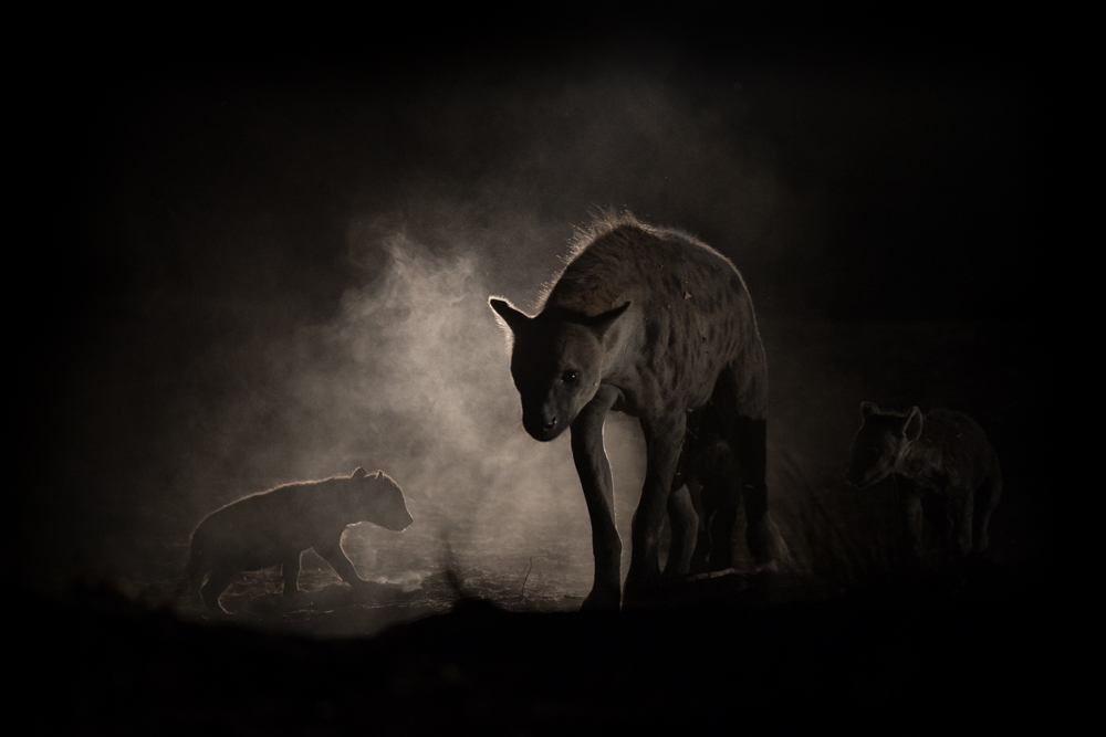 night at the hyena dan 