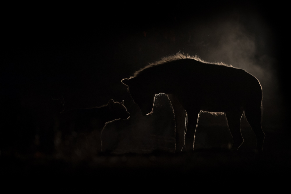 night at the hyena dan 