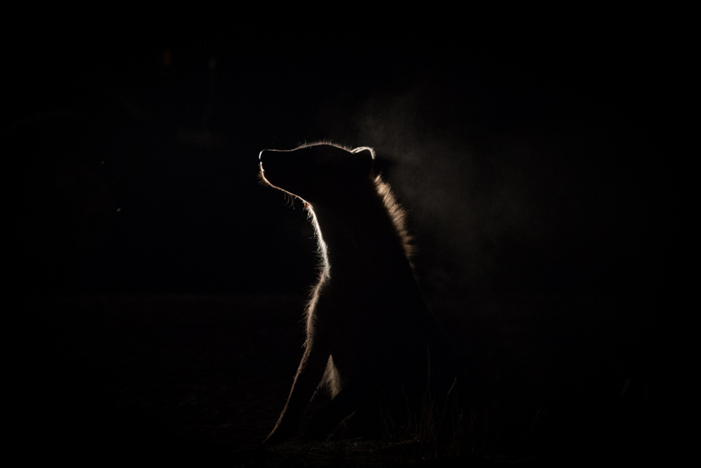 wildlife in the dark
