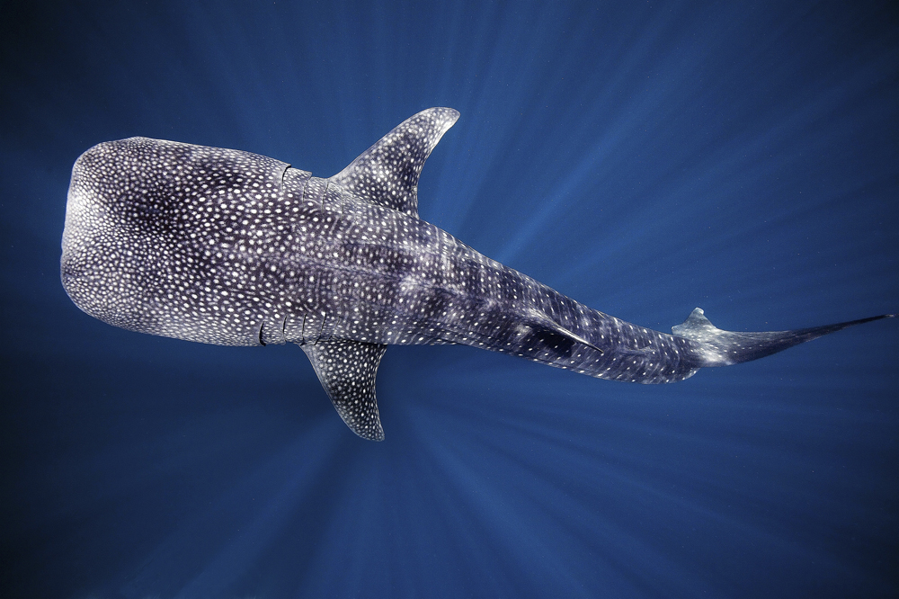 Our oceans, our life