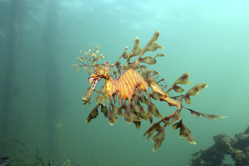 Our oceans, our life