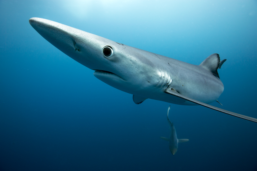 Our oceans, our life