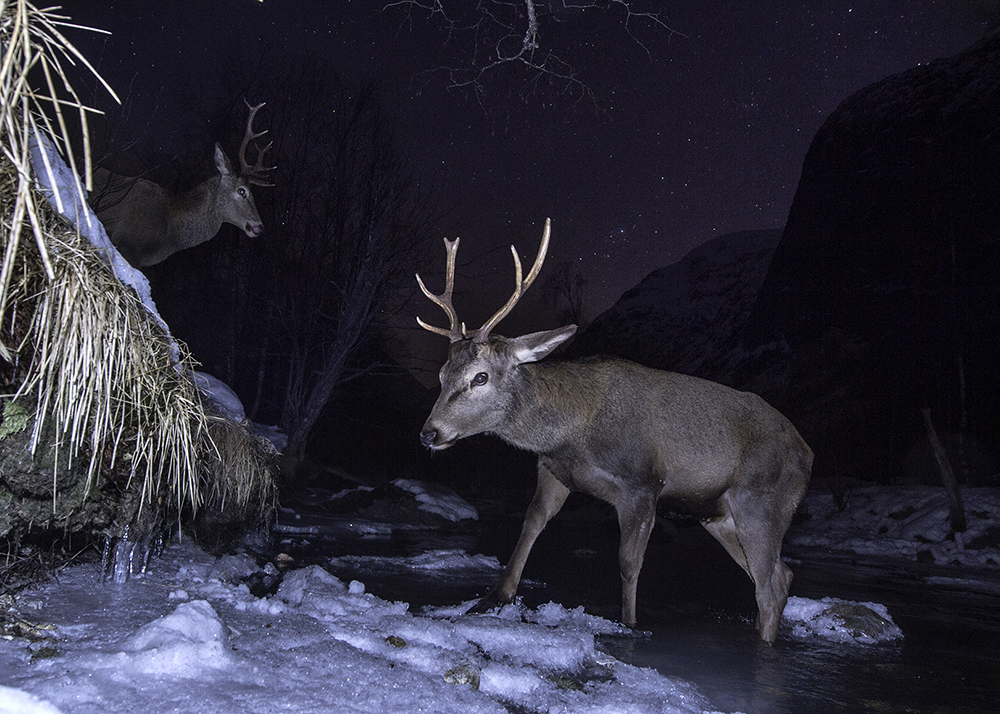 Red deers at night