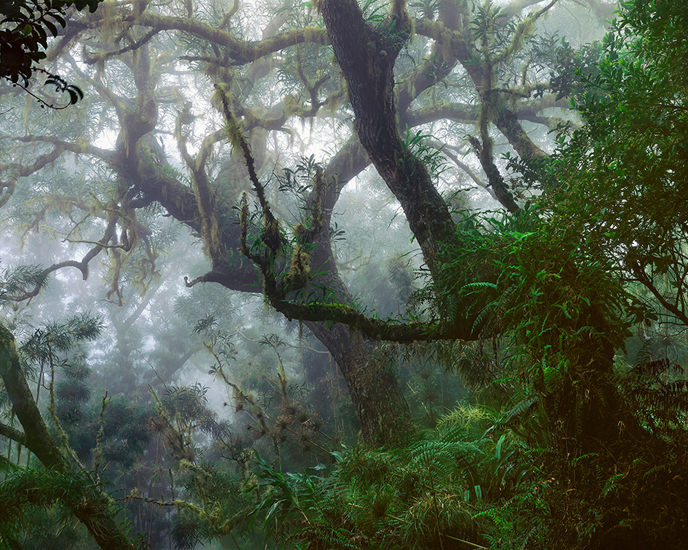 Reunion Island Forest