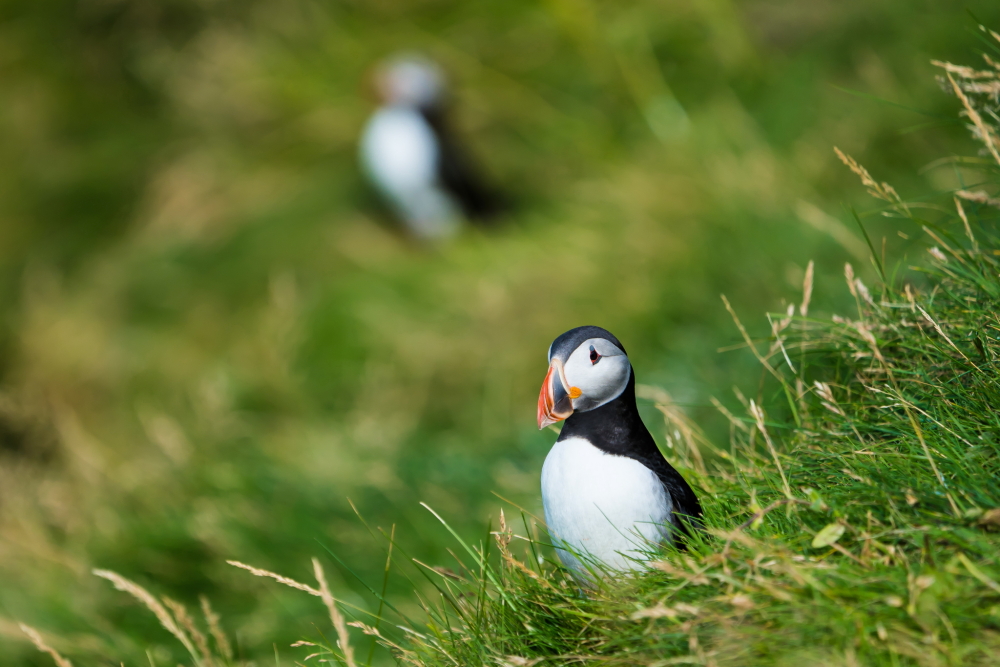 Atlantic Puffin in Iceland 