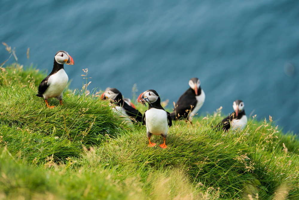 Atlantic Puffin in Iceland 