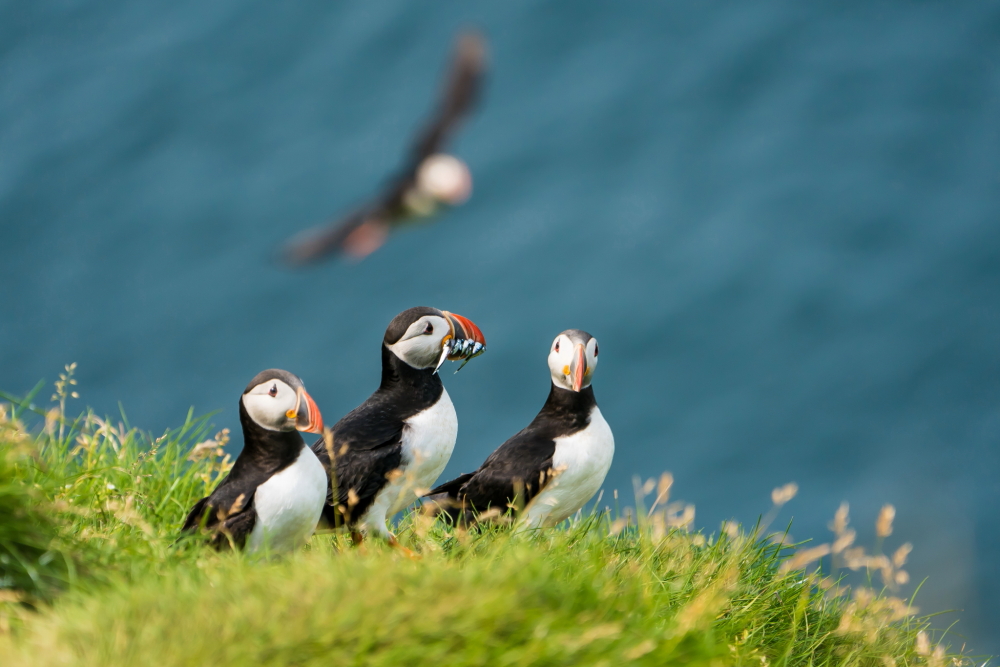 Atlantic Puffin in Iceland 