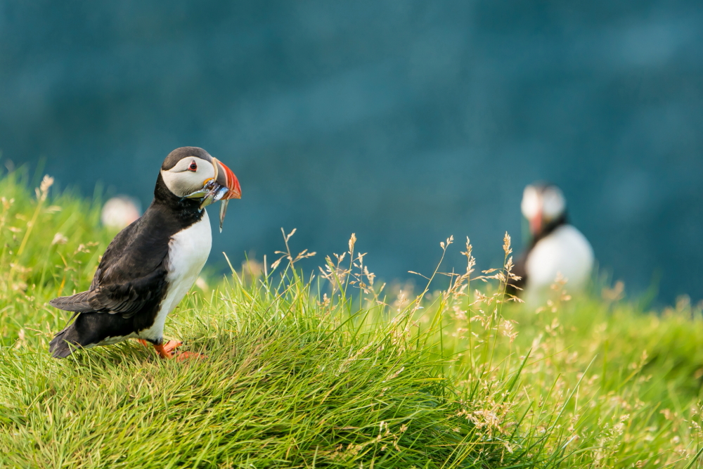 Atlantic Puffin in Iceland 