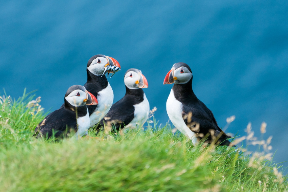 Atlantic Puffin in Iceland 