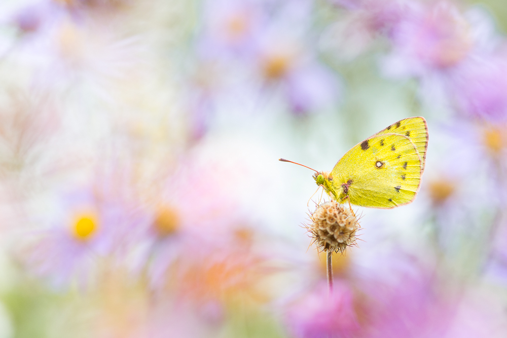 Flower power butterflies