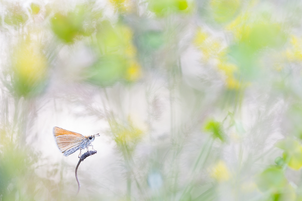 Flower power butterflies