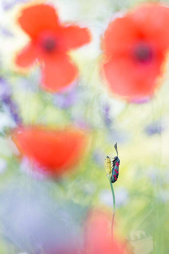 Flower power butterflies