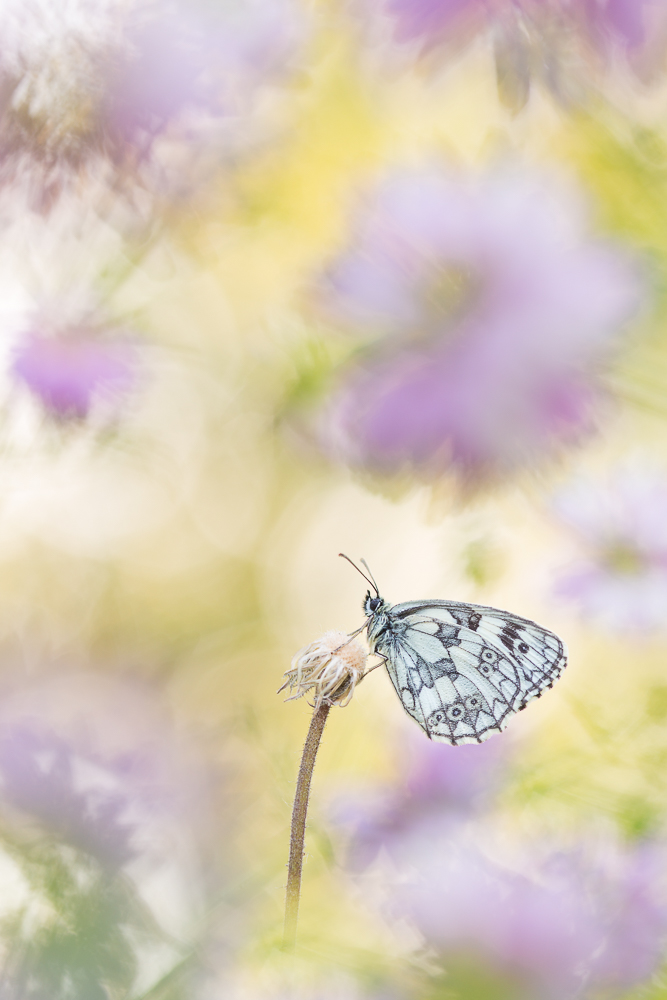 Flower power butterflies